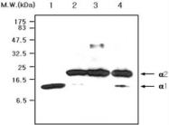 MAB0775 - Haptoglobin
