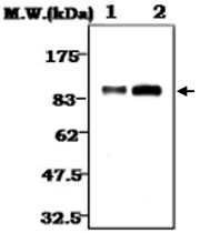 MAB0782 - Plasminogen / PLG