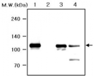 MAB0783 - Retinoblastoma-associated protein / RB1