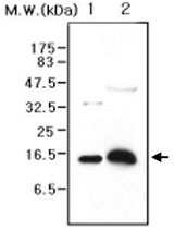 MAB0784 - Transthyretin / Prealbumin
