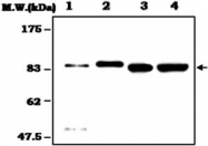 MAB0786 - Gelsolin