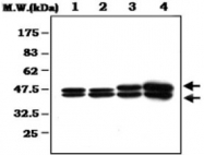 MAB0787 - MAPK3 / ERK1