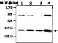 MAB0788 - ERK2