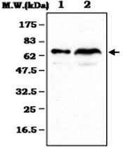 MAB0790 - Complement C8