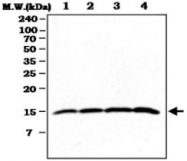 MAB0791 - Cytochrome c