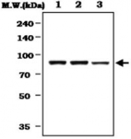 MAB0792 - RPS6KA1