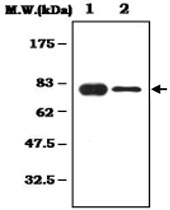 MAB0794 - Alpha-1B-glycoprotein / A1BG