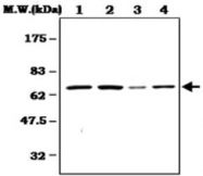 MAB0795 - PTPN11 / PTP2C