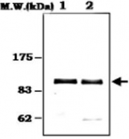 MAB0796 - Plasminogen / PLG
