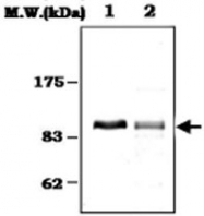 MAB0797 - Plasminogen / PLG