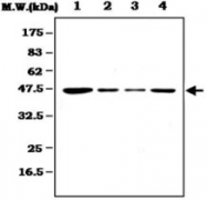 MAB0800 - MAPKK 2