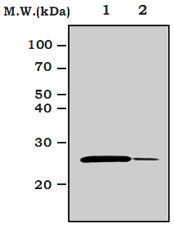 MAB0805 - Bcl-2