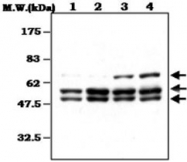 MAB0807 - SHC1 / SHC