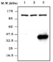 MAB0812 - Tumor necrosis factor (TNF-alpha)