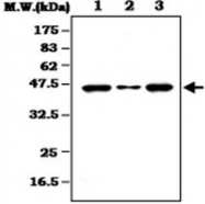 MAB0816 - MAPK3 / ERK1