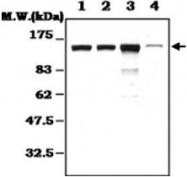MAB0818 - APAF1