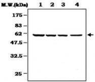MAB0819 - CREB5