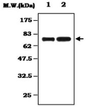 MAB0821 - Alpha-1B-glycoprotein / A1BG