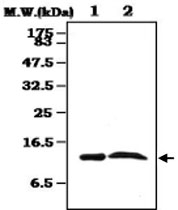 MAB0822 - Transthyretin / Prealbumin