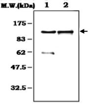 MAB0823 - Complement C6