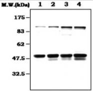 MAB0828 - NF-kB p105 / p50