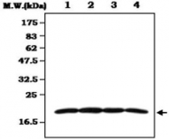 MAB0835 - DUSP3