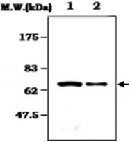 MAB0837 - SYK