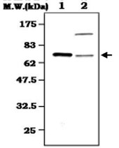 MAB0838 - SYK