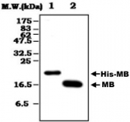 MAB0842 - Myoglobin