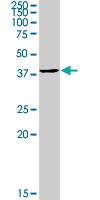 MAB0844 - MAPK3 / ERK1