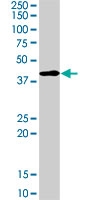 MAB0844 - MAPK3 / ERK1