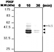 MAB0844 - MAPK3 / ERK1