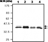 MAB0844 - MAPK3 / ERK1