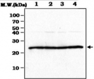 MAB0846 - Peroxiredoxin-1 / PRDX1