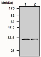 MAB0849 - GFP