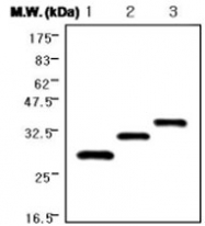 MAB0851 - GST-Tag