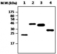 MAB0852 - 6xHistidine Epitope Tag