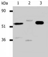 MAB0871 - CD4