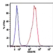 MAB0875 - CD10 / Neprilysin