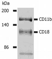 MAB0877 - CD11b