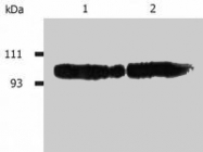 MAB0880 - CD18 / ITGB2