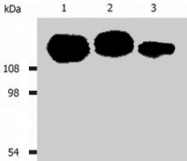 MAB0883 - CD29 / Integrin beta-1