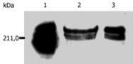 MAB0887 - CD45 / LCA