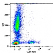 MAB0894 - CD56