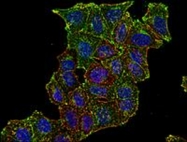 MAB0897 - CD71 / TFRC