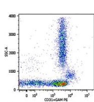 MAB0913 - CD31 / PECAM1