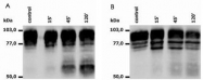 MAB0929 - CD18 / ITGB2
