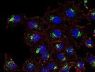 MAB0931 - CD63