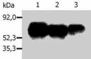MAB0934 - PAG1 / Csk-binding protein