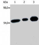MAB0947 - FYN